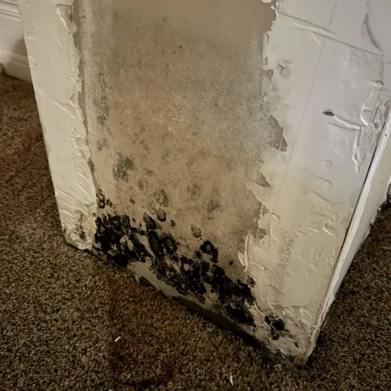Professional Mold Removal in Bryan, TX